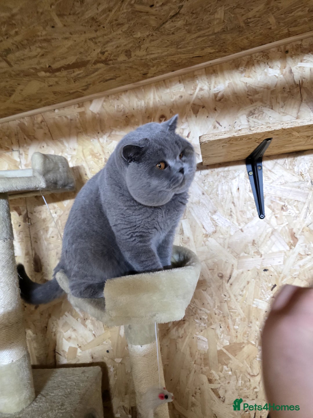 British Shorthair cats for stud: BEST QUALITY STUD -IMPORTED FROM EU in Cheltenham - Image 12