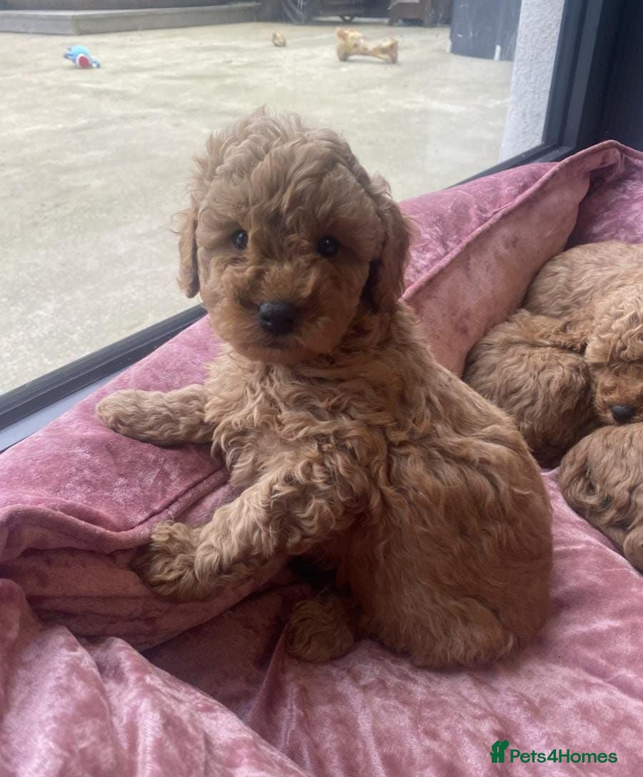 Cavapoo dogs ABSOLUTELY GORGEOUS DARK RED CAVAPOOS - Advert 1