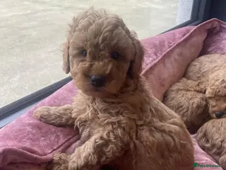 Cavapoo dogs ABSOLUTELY GORGEOUS DARK RED CAVAPOOS - Advert 6