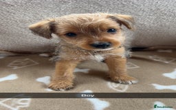 Jack Russell dogs for sale: beautiful jack Russell puppies - Image 2