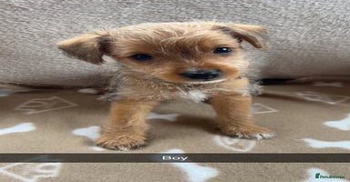 Jack Russell dogs - Advert 8