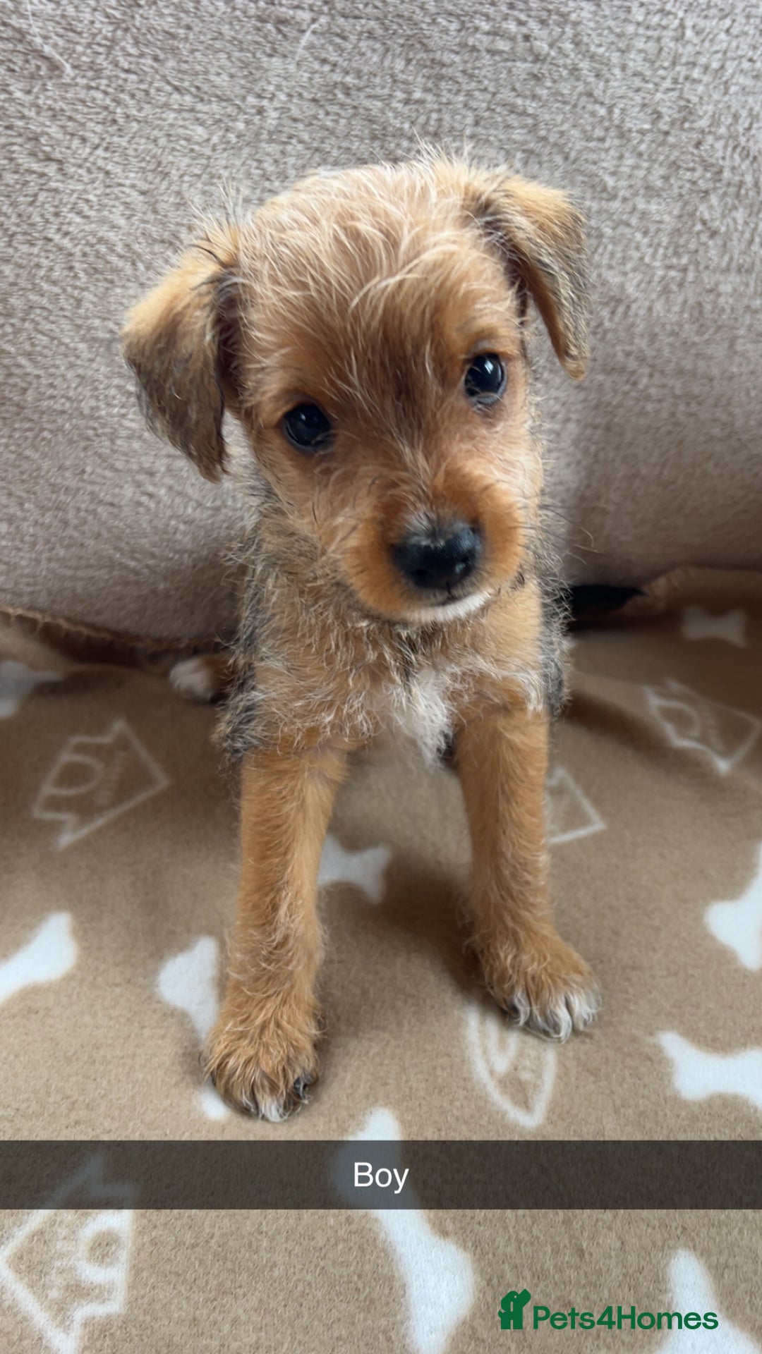 Jack Russell dogs for sale: beautiful jack Russell puppies - Image 2