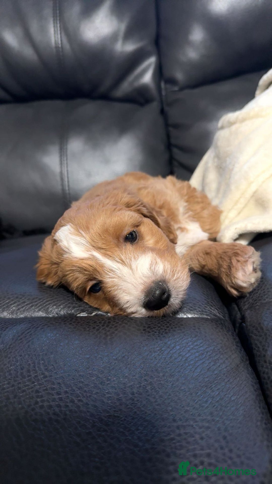 Cockapoo dogs for sale: Cockerpoo puppies - Advert 3