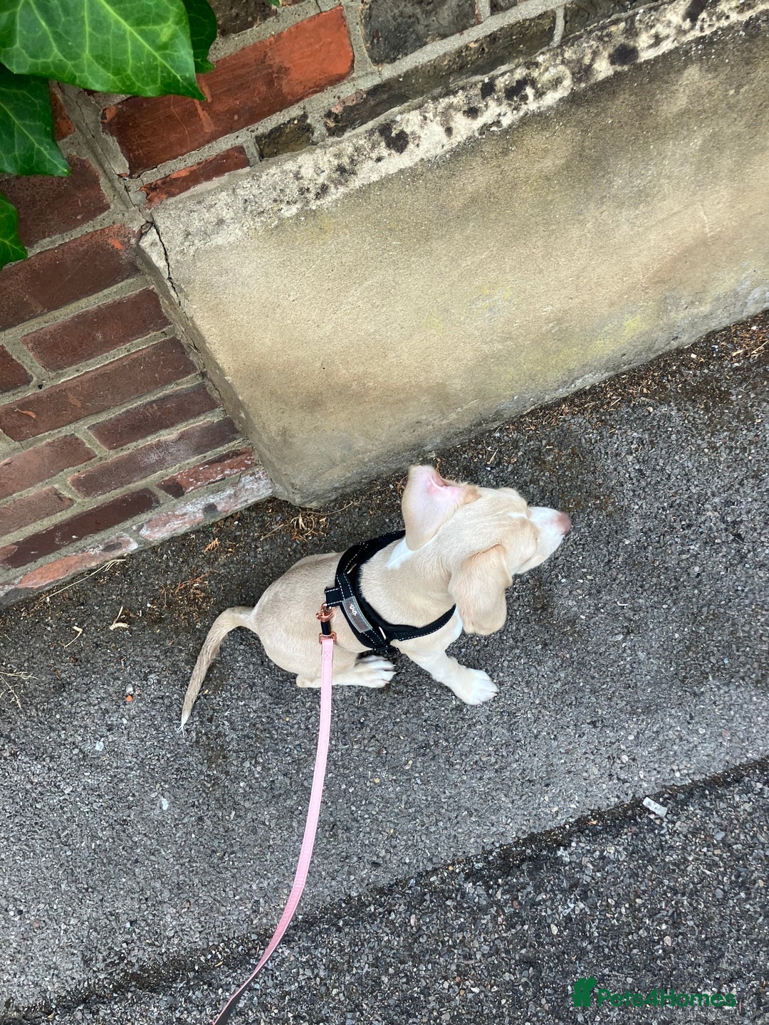 Mixed Breed dogs for sale: Staffy Cocker Spaniel cross Puppy - Image 3