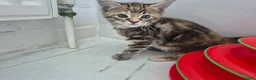 Maine Coon cats for sale: Beautiful Maine Coon X Ginger Kittens Sale - Advert 5