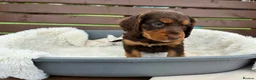 Cocker Spaniel dogs for sale:  🐾 KC Registered Cocker Spaniel Puppies - Advert 12