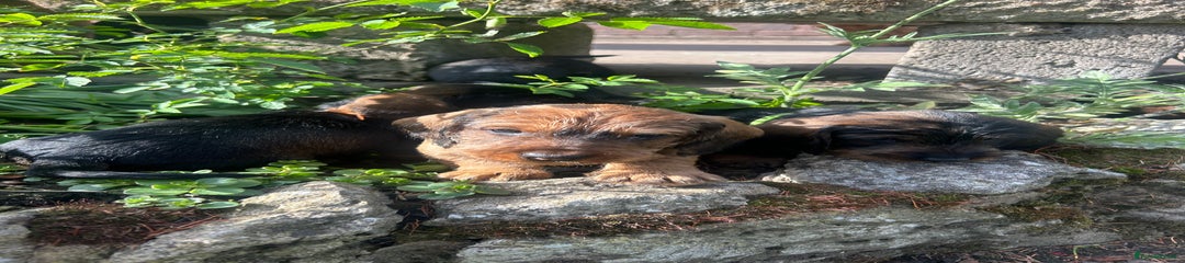 Dachshund Puppy 1