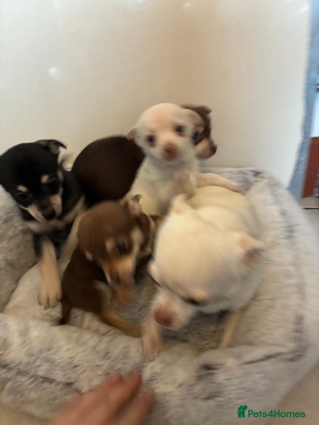 Chihuahua dogs for sale: 4 Beautiful Chihuahua Puppies for Sale 🐶 - Advert 1