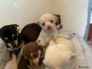 Chihuahua dogs 4 Beautiful Chihuahua Puppies for Sale 🐶 - Advert 13