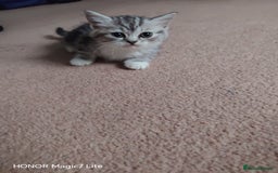 Mixed Breed cats for sale: Little kittens - Image 9