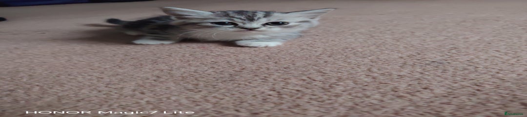 Mixed Breed Kitten 5