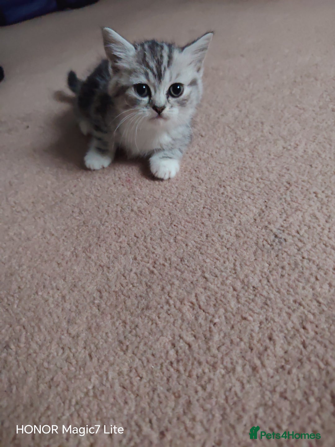 Mixed Breed cats for sale: Little kittens - Image 9