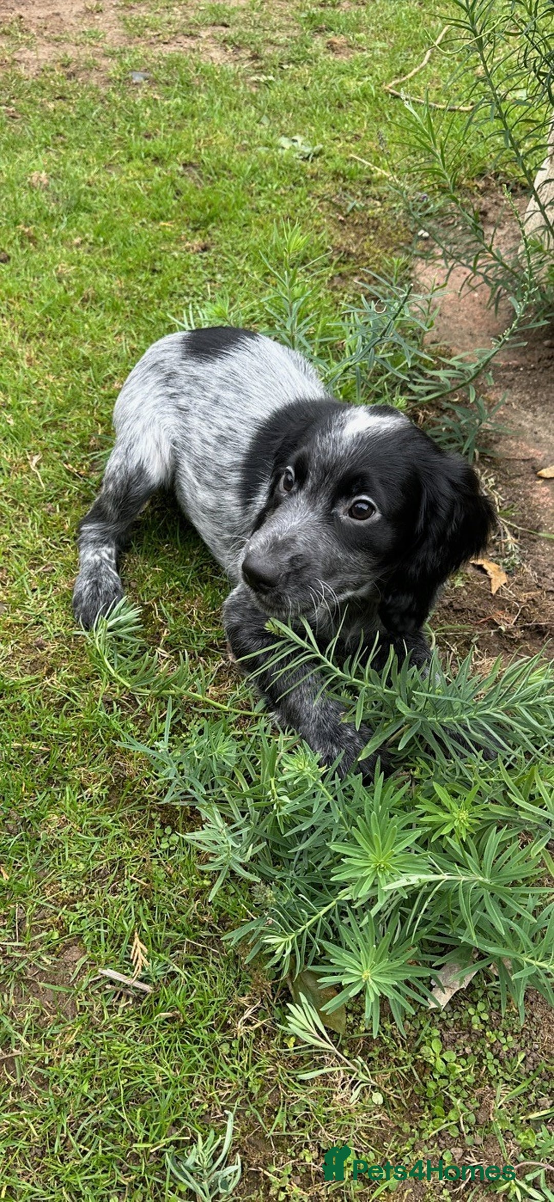 Cocker Spaniel dogs for sale: Cocker Spaniel puppies for sale - Image 4