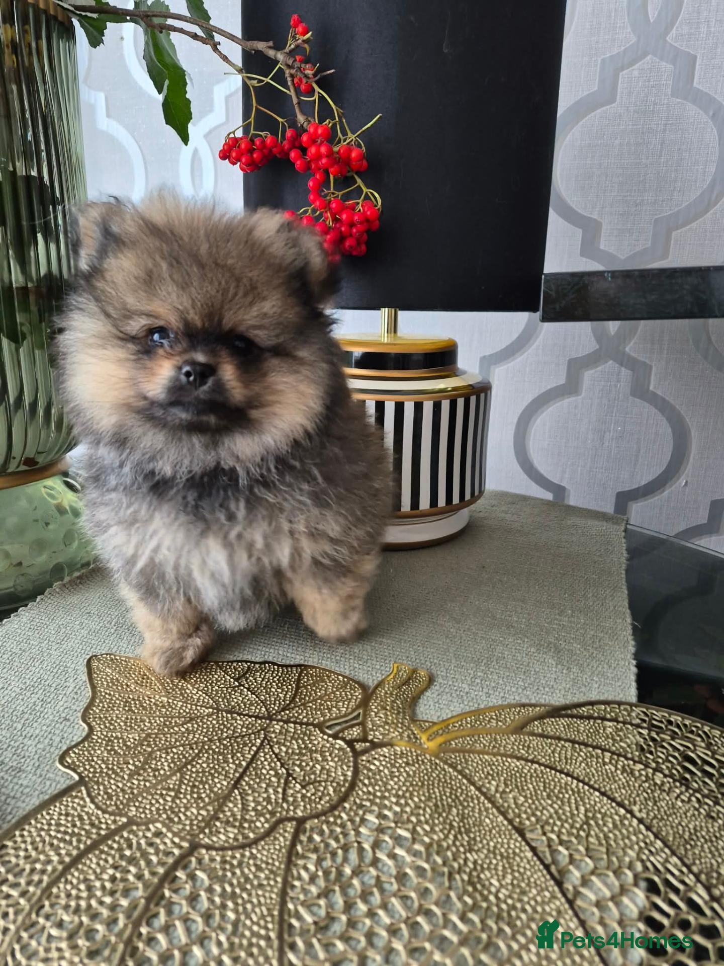 Pomeranian dogs Tiny Pomeranian Puppies - Advert 5