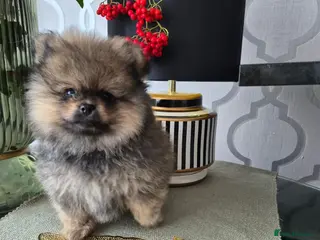 Pomeranian dogs Tiny Pomeranian Puppies - Advert 1