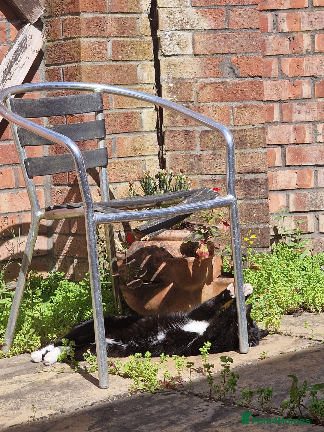 Mixed Breed cats for sale: Adult female cat looking for a loving home - Advert 4