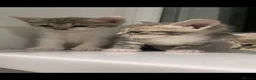 Domestic Shorthair cats for sale: Kittens ready to go!! - Advert 11