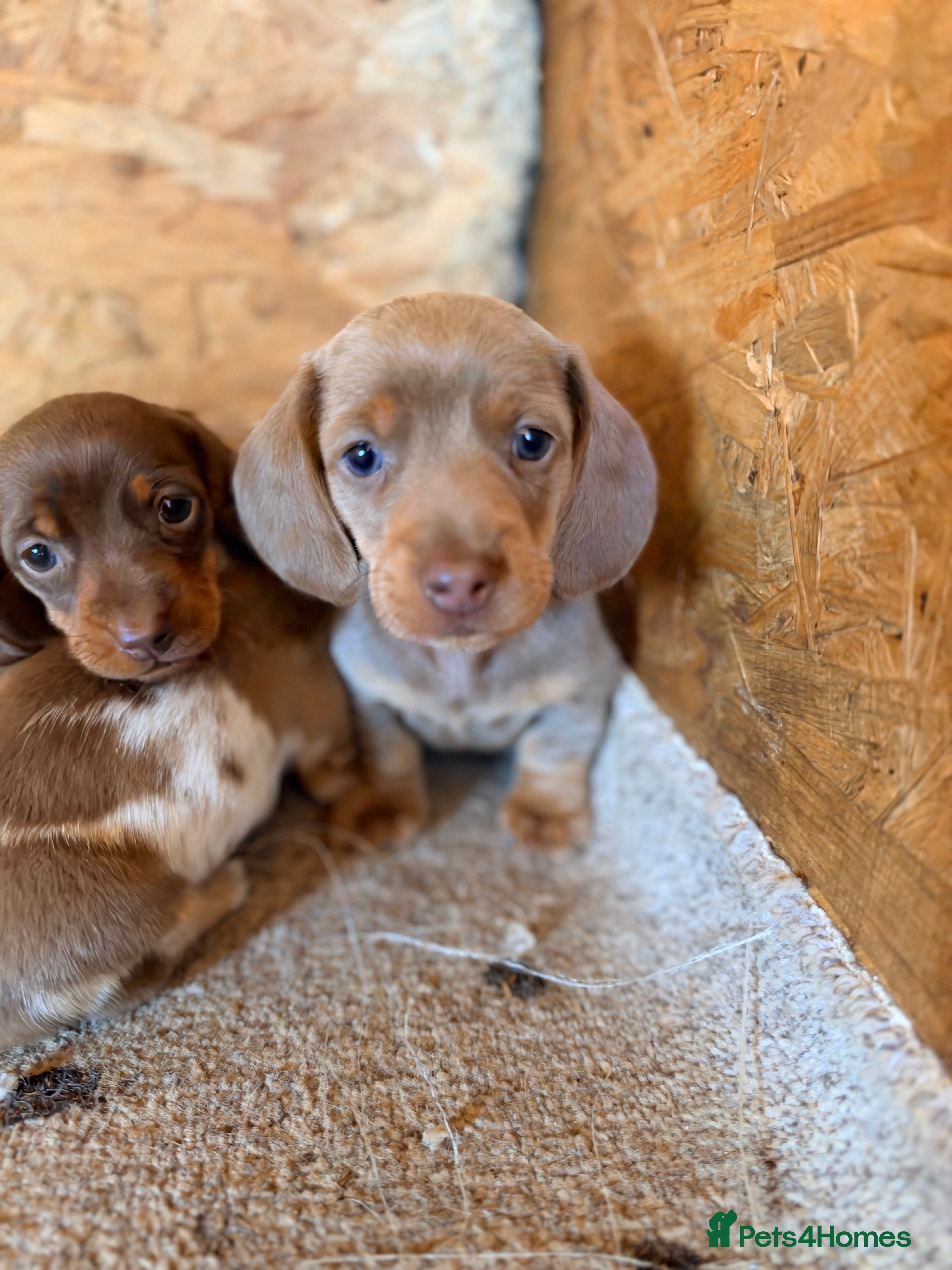 Miniature Dachshund dogs Beautiful miniature dachshund pups.  - Advert 2