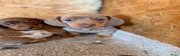 Miniature Dachshund dogs for sale: Beautiful miniature dachshund pups.  - Advert 2