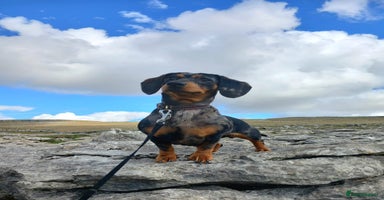 Miniature Dachshund dogs - Advert 3