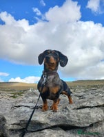 Miniature Dachshund dogs - Advert 1