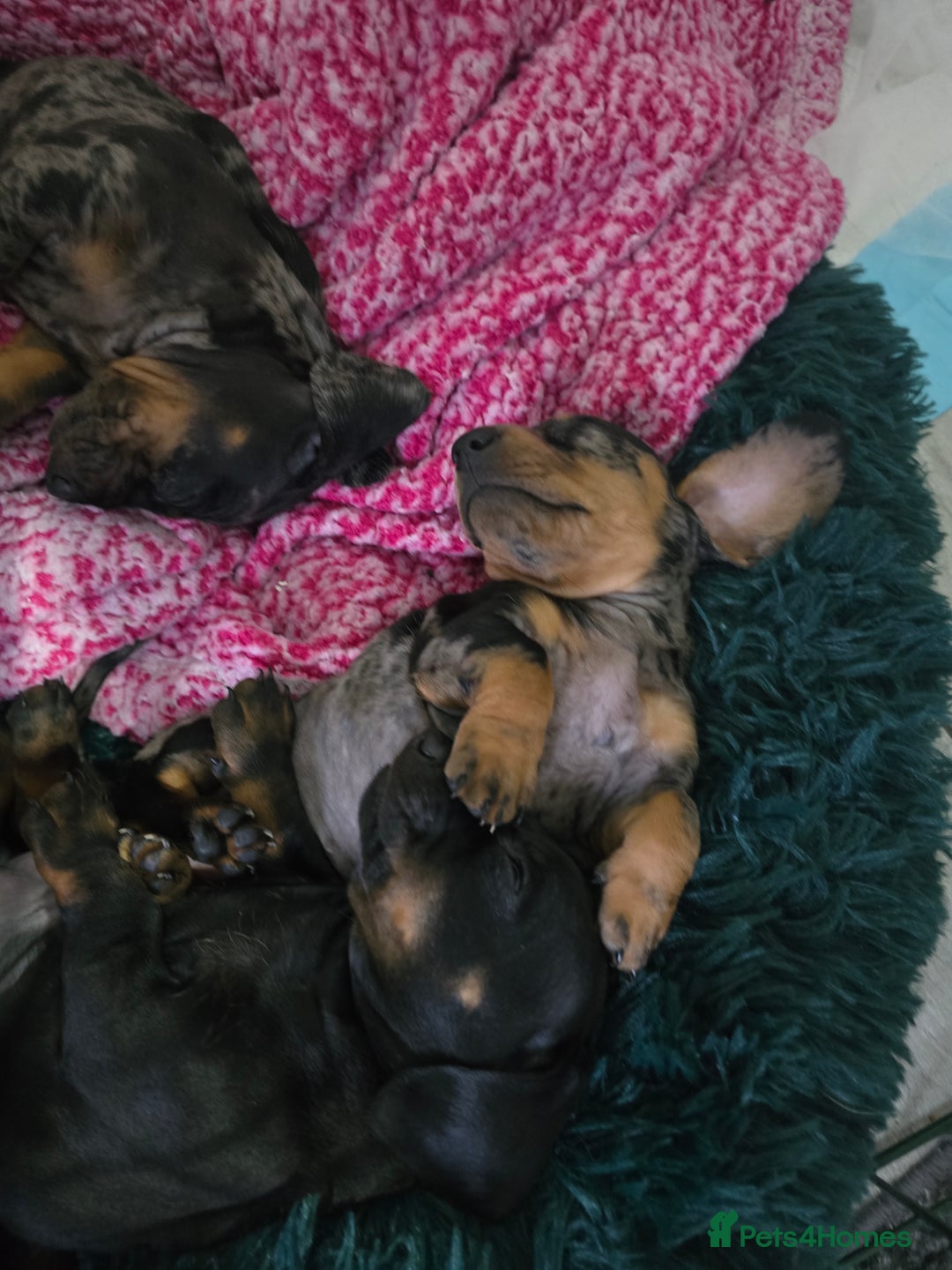 Dachshund dogs for sale: 6 mini daschunds looking for new home - Advert 5