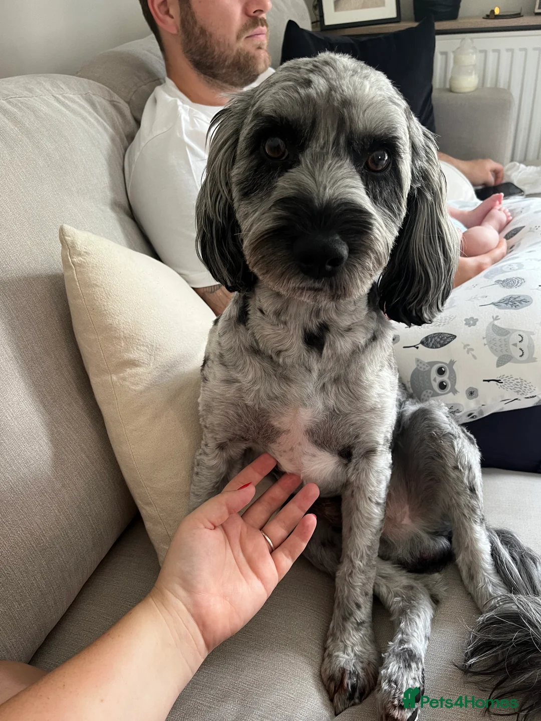 Cockapoo dogs for stud: F1 proven Blue Merle Cockapoo for stud in Aylesford - Advert 8