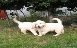 Golden Retriever dogs for sale: Beautiful golden reteriver puppies  - Image 2