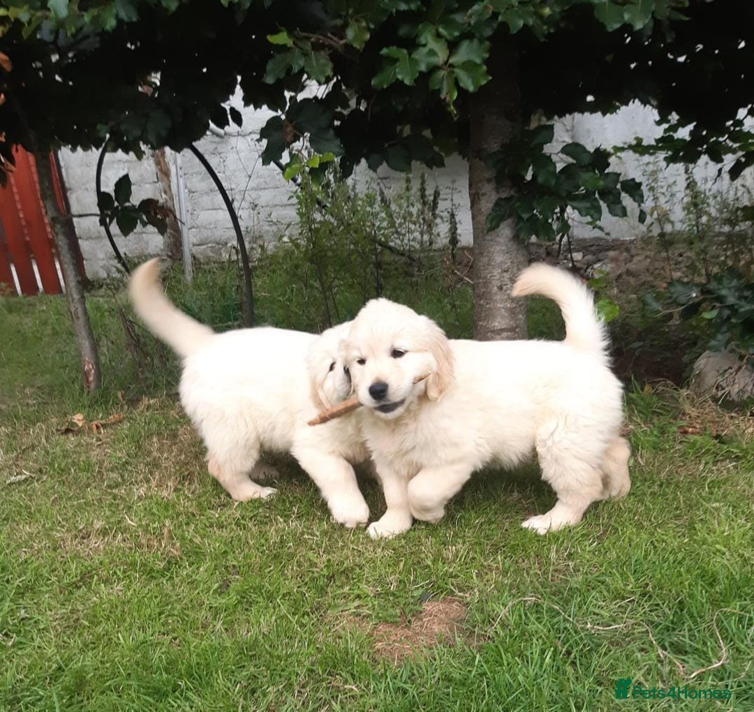 Golden Retriever dogs for sale: Beautiful golden reteriver puppies  - Image 2