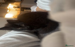 Chantilly-Tiffany cats for sale: Kitten for sale  - Image 3