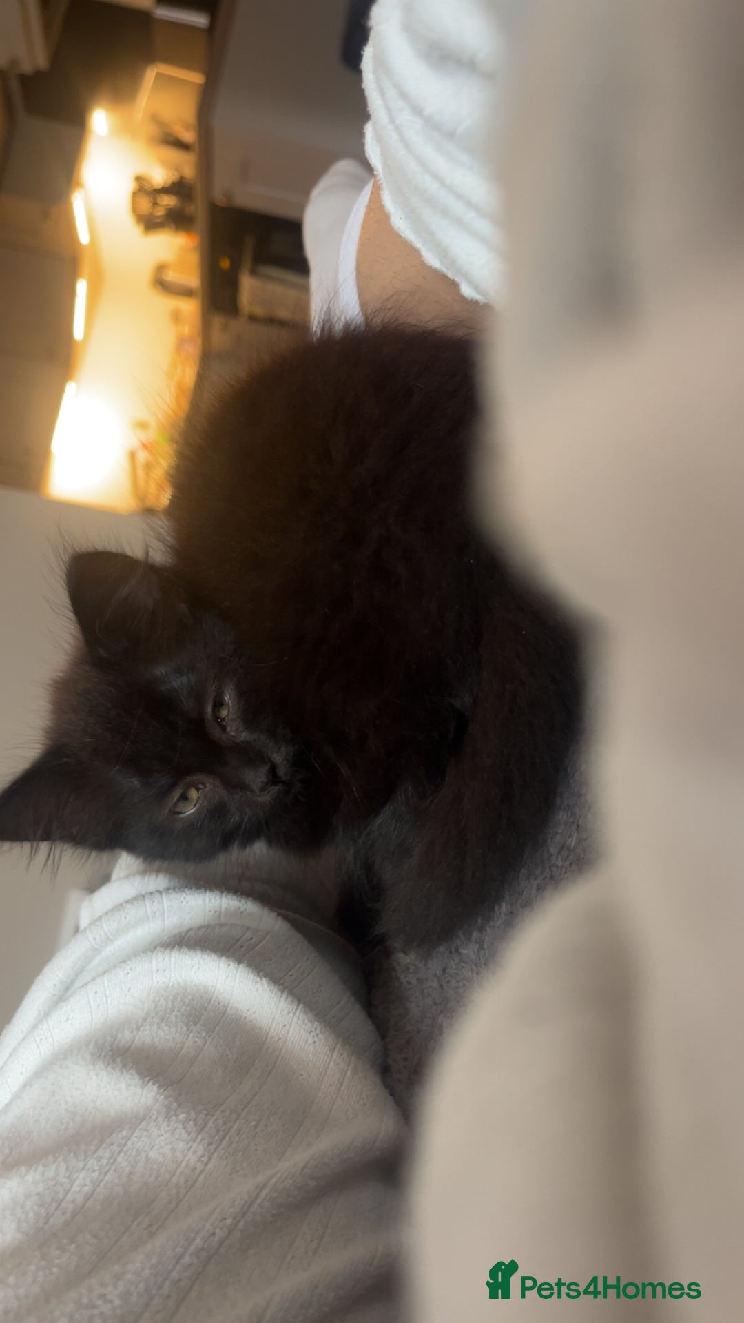 Chantilly-Tiffany cats for sale: Kitten for sale  - Image 3