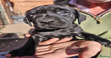 Labrador Retriever dogs - Advert 2