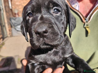 Labrador Retriever dogs - Advert 14