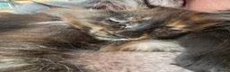 Maine Coon cats for sale: 🐾 Show Quality GCCF Registered Maine Coon Kittens - Advert 7