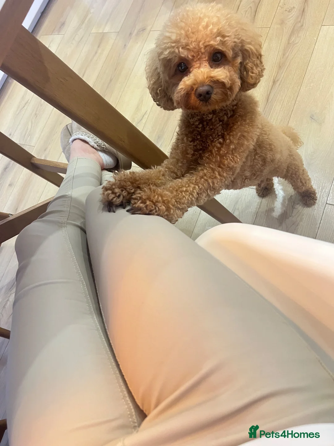 Maltipoo dogs for stud: Beautiful healthy Maltipoo F1 Boy for stud - Advert 5