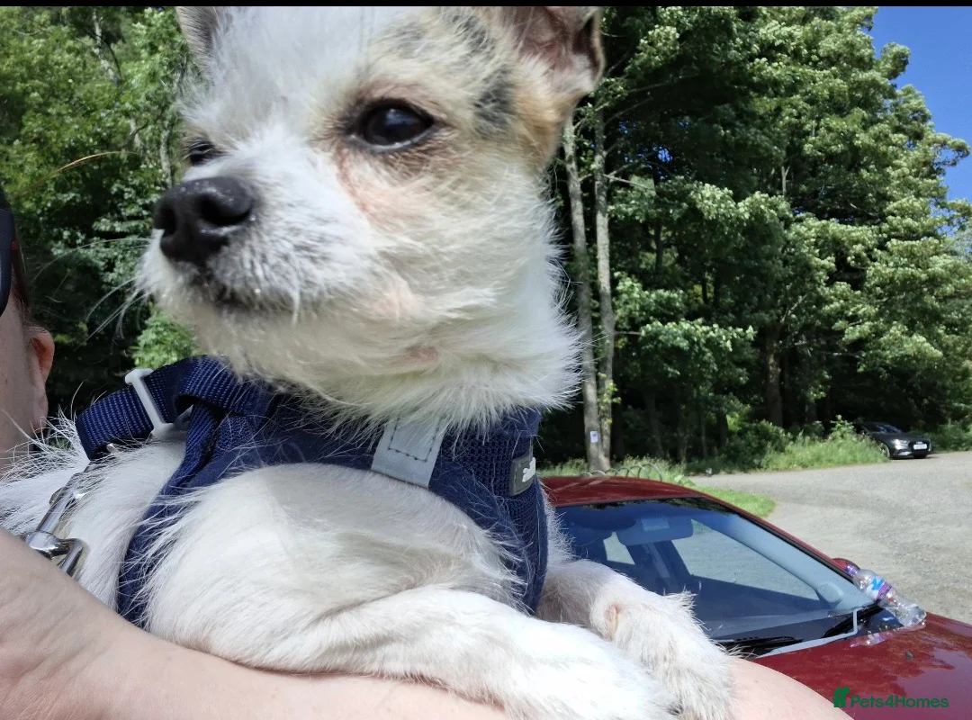 Chorkie dogs for sale: 77%chihuahua 23%yorkie in Alva - Advert 2