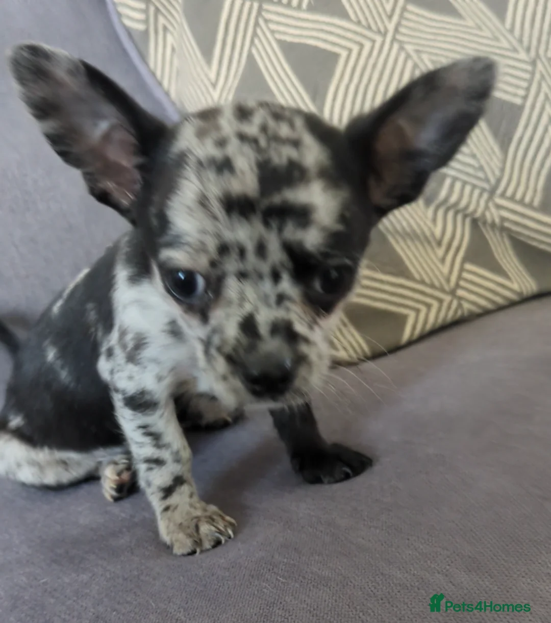 Chihuahua dogs for stud: FREDERICK VON LOVEHUNTER KC Champion heritage Stud in Chorley - Advert 35