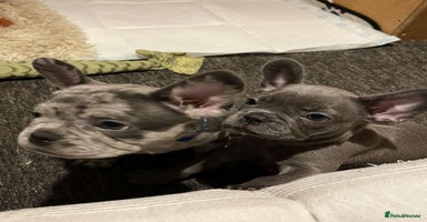 French Bulldog dogs - Advert 4