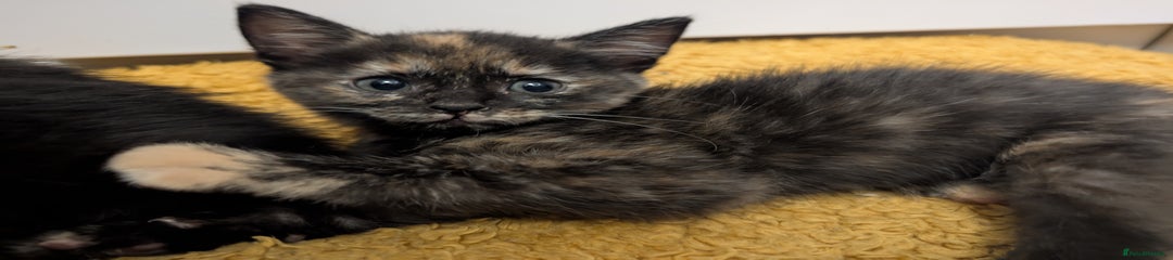 Mixed Breed Kitten 2