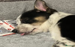 Border Collie dogs for sale: Nala Beautiful, short hair border collie female  - Image 7