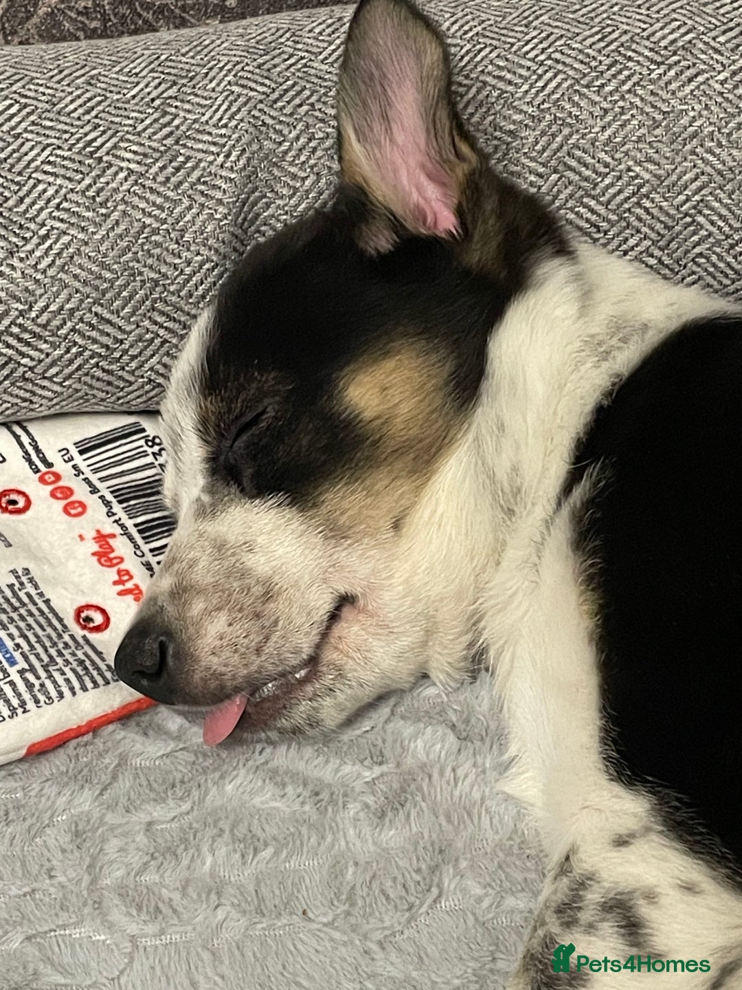 Border Collie dogs for sale: Nala Beautiful, short hair border collie female  - Image 7