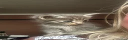 Maine Coon cats for sale: Mainecoon babies available to the best homes only in Wallasey - Advert 3