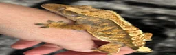 Gecko reptiles for sale: Extreme harlequin pinner - Advert 12