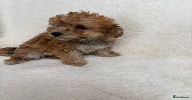 Poochon dogs in Lincoln - Advert 13