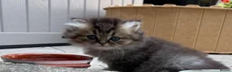 British Shorthair cats for sale: Pedigree British Shorthair  - Advert 14