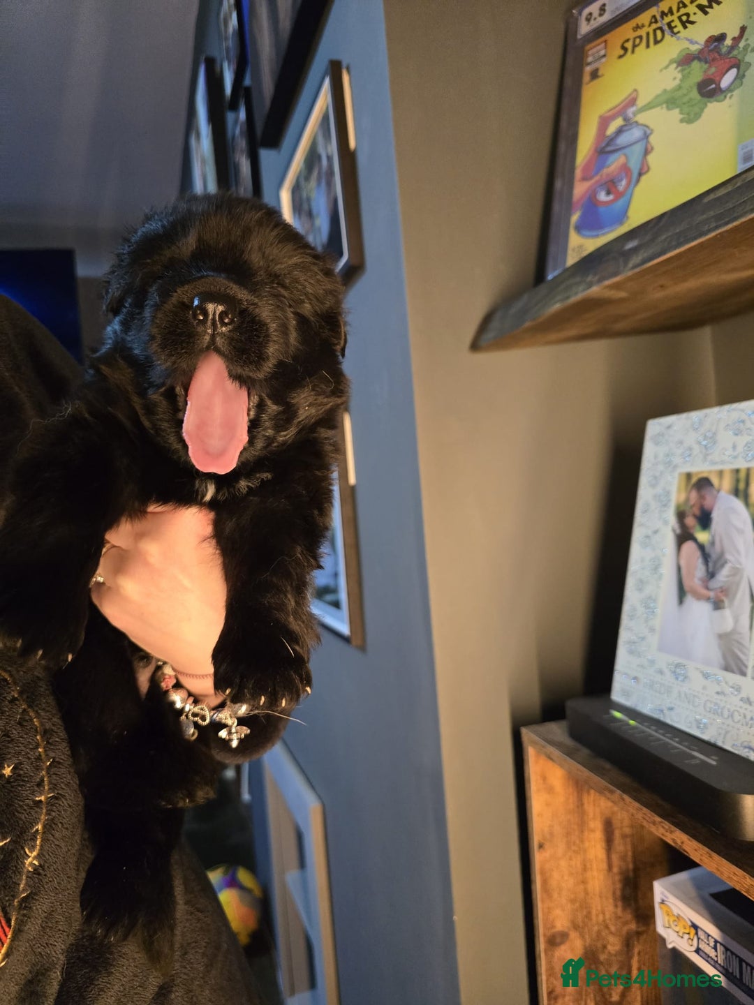 German Shepherd dogs for sale: READY TO LEAVE 3 LITTLE GSD GIRLS - Advert 4