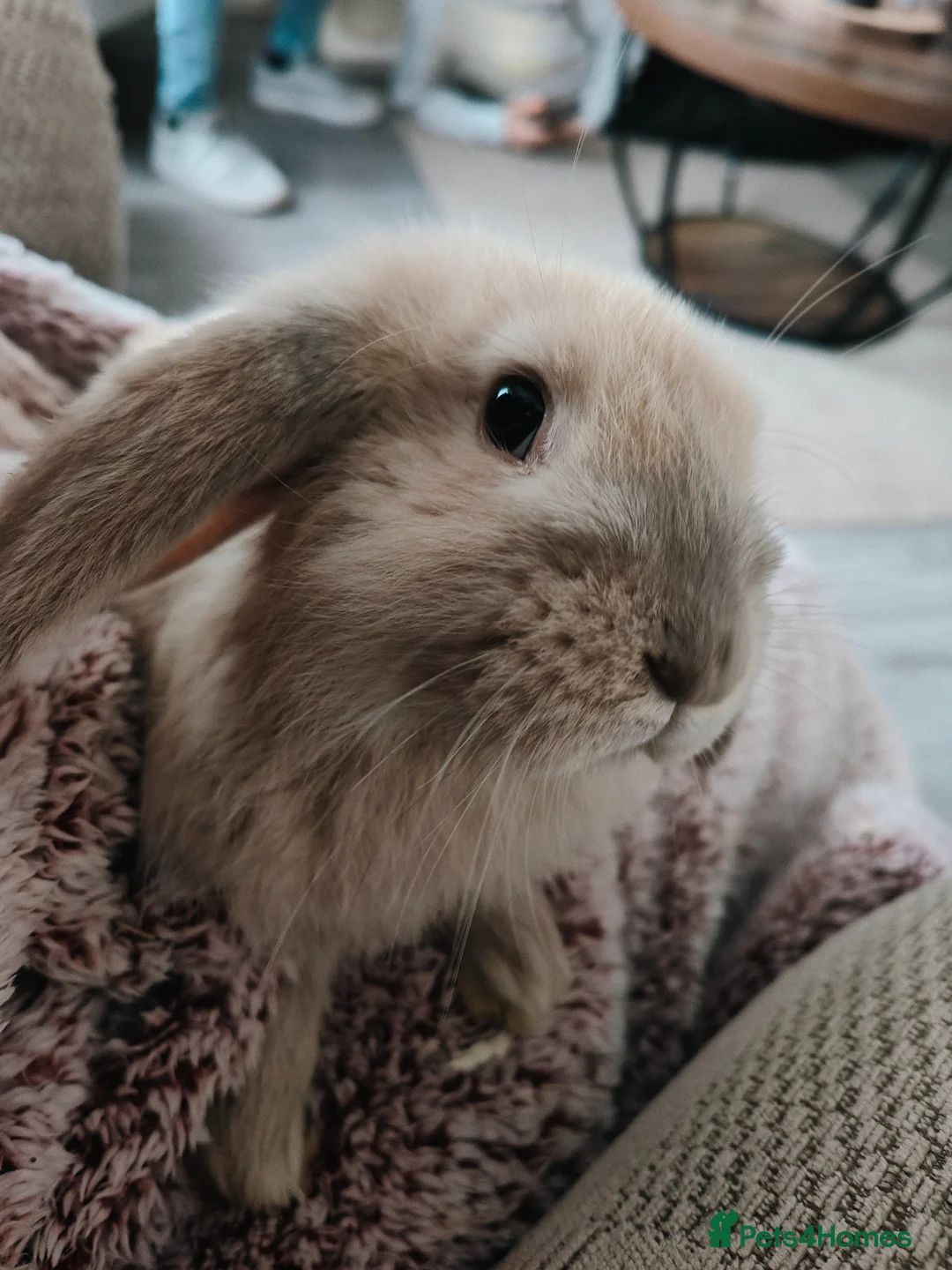 French Lop rabbits for sale: French lops - Advert 6
