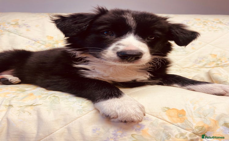 Border Collie dogs - Advert 1