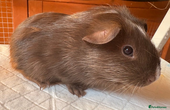 Guinea Pig rodents - Advert 14