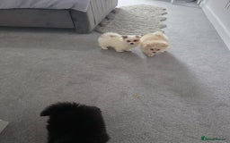 Pomeranian dogs for sale: Pomeranian puppies  - Image 8